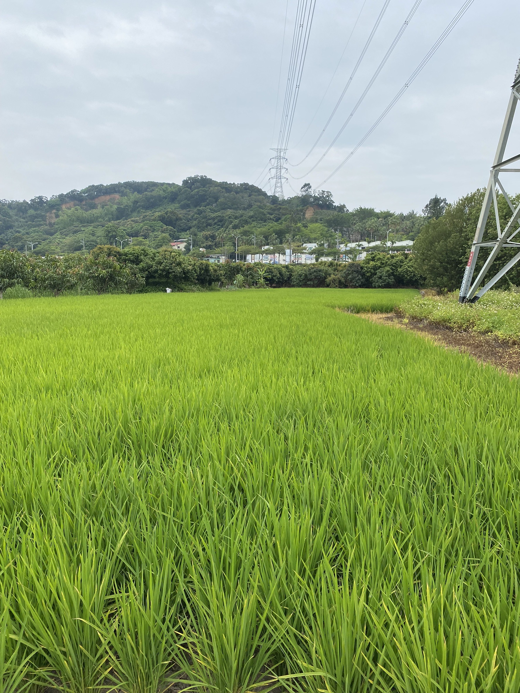 正彰南路大地坪農地