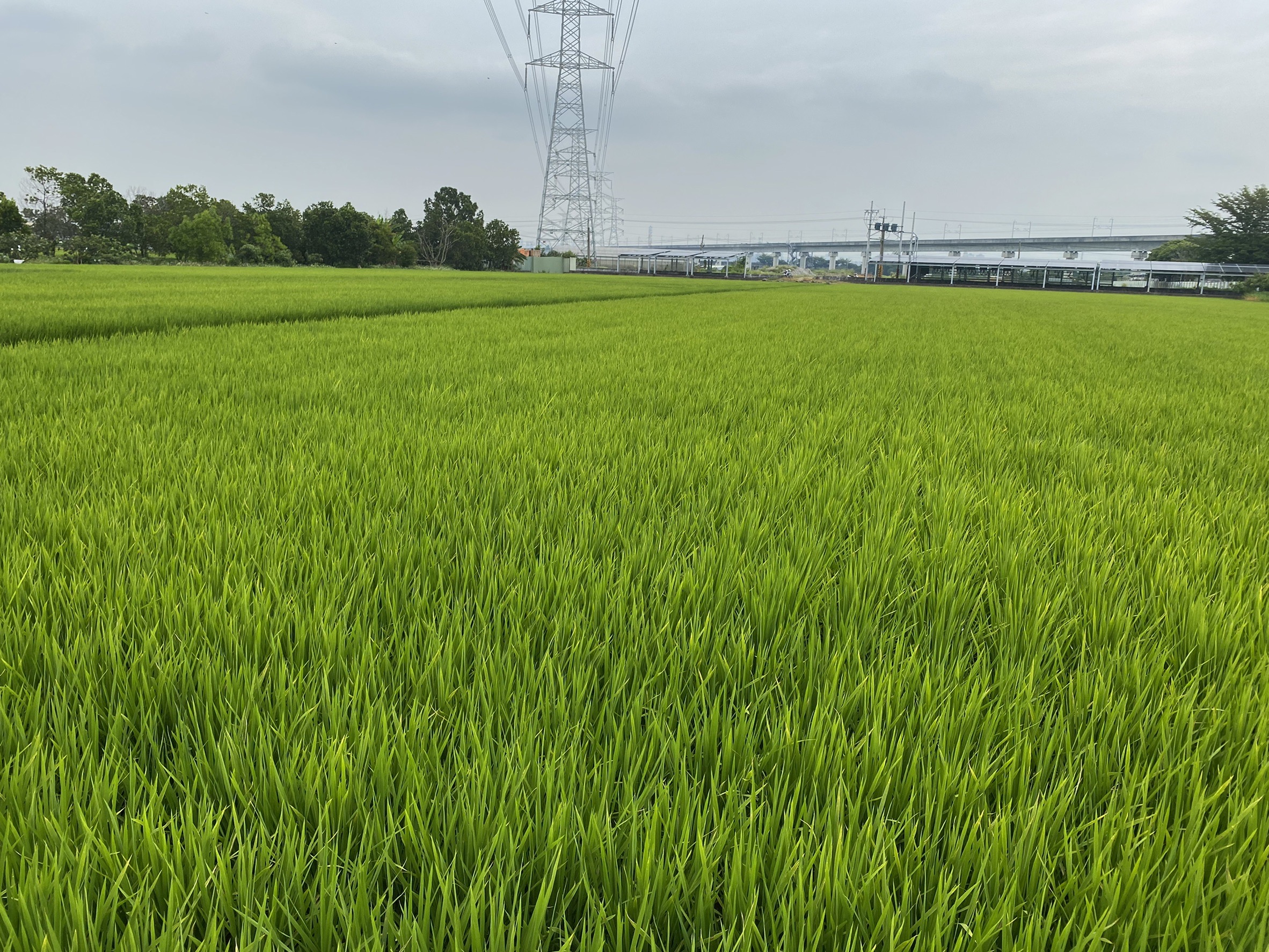 正彰南路大地坪農地