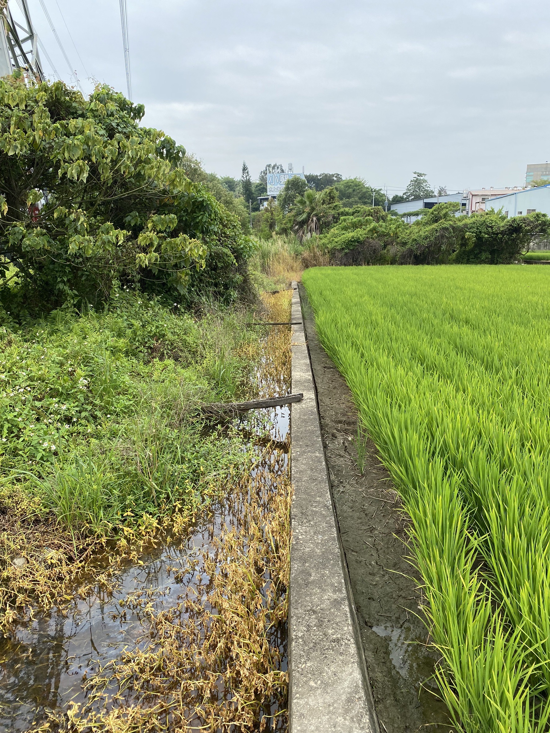 正彰南路大地坪農地