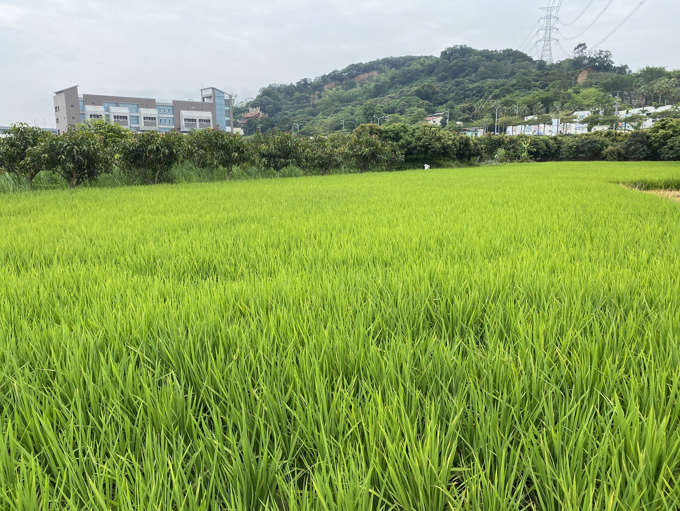 正彰南路大地坪農地