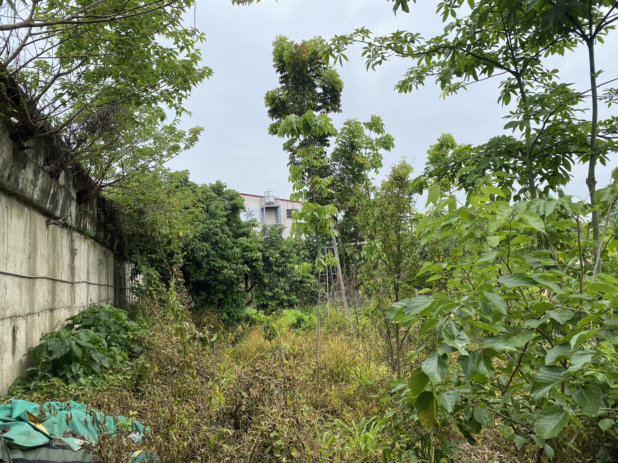 正彰南路大地坪農地